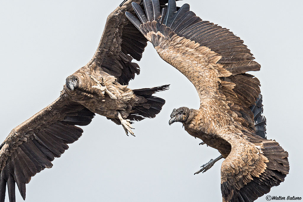 juvenile andean condor in the air