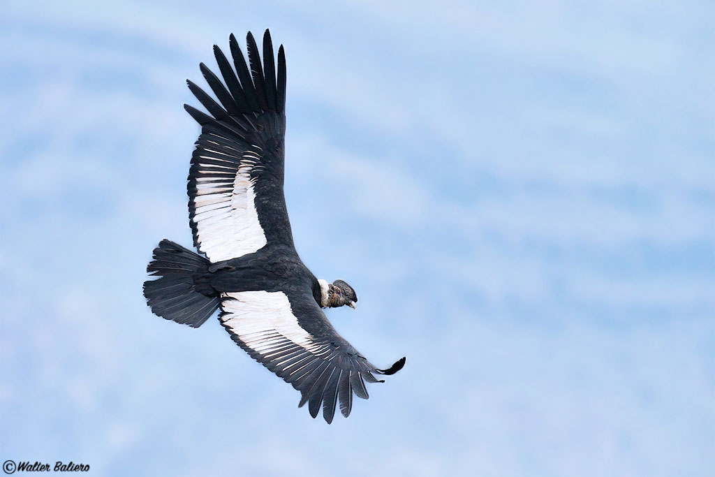 adult male andean condor