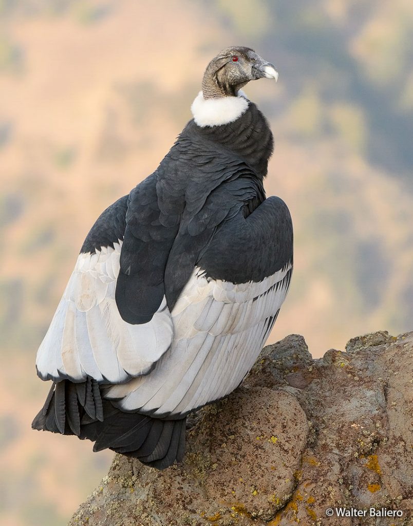 adult female andean condor