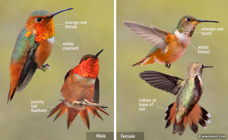 allen's hummingbird identification