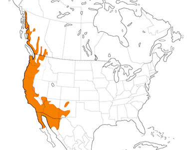 anna's hummingbird range map