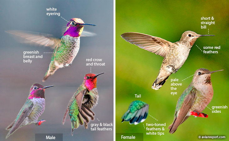 Hummingbird Identification: An Illustrated Guide to all 14 North