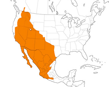 black-chinned hummingbird range map