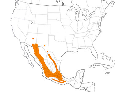 blue-throated mountain-gem range map