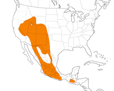 broad-tailed hummingbird range map