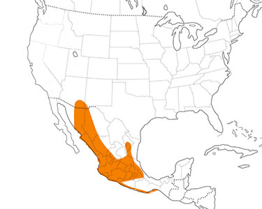 broad-billed hummingbird range map