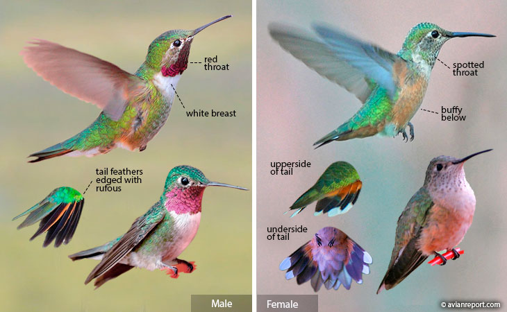 broad-tailed hummingbird identification