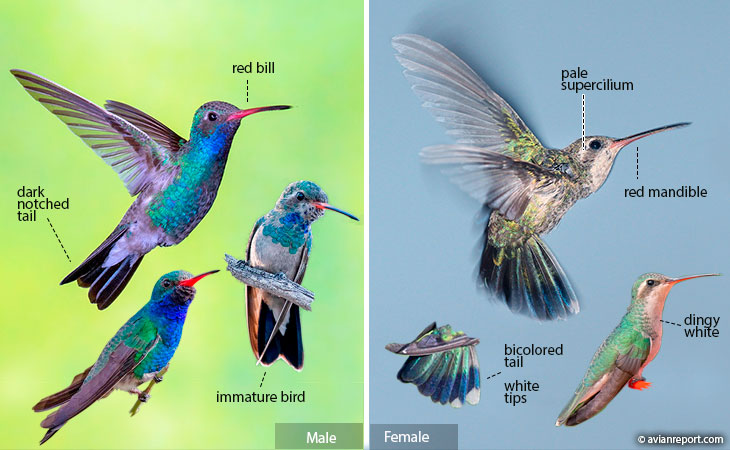 Hummingbird Identification: An Illustrated Guide to all 14 North