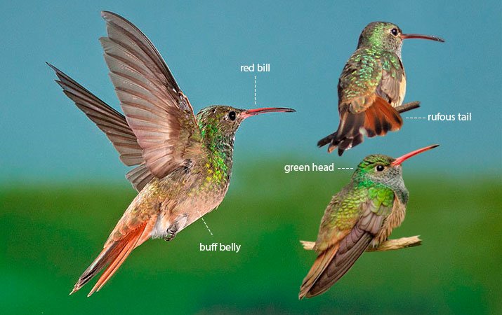 Hummingbird Identification: An Illustrated Guide to all 14 North