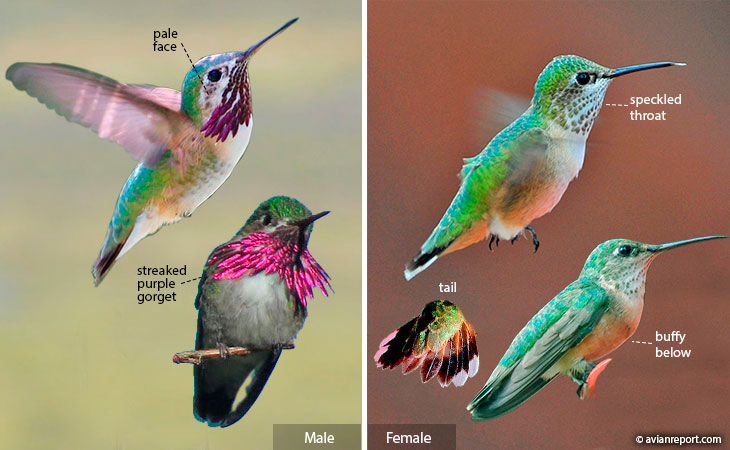 calliope hummingbird identification