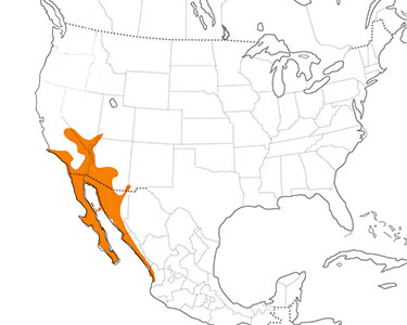 costa's hummingbird range map