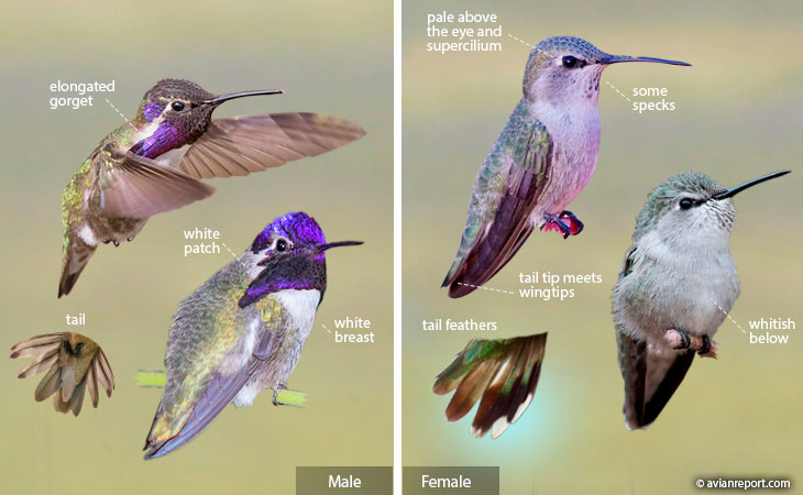 Hummingbird Identification: An Illustrated Guide to all 14 North