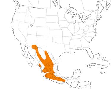 lucifer hummingbird distribution map