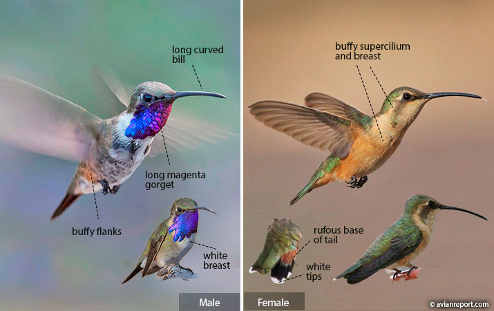 Hummingbird Identification: An Illustrated Guide to all 14 North