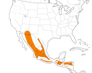 rivoli's hummingbird range map