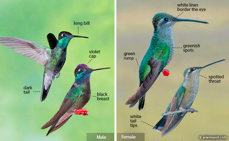 rivoli's hummingbird identification