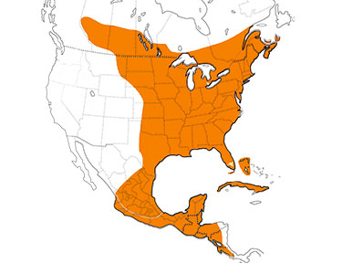 ruby-throated hummingbird range map