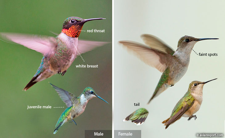 ruby-throated hummingbird identification