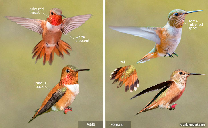 rufous hummingbird identification