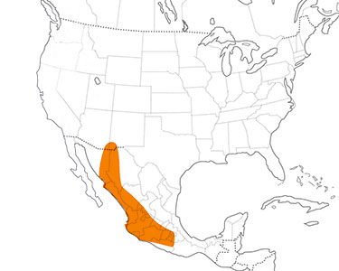 violet-crowned hummingbird distribution map