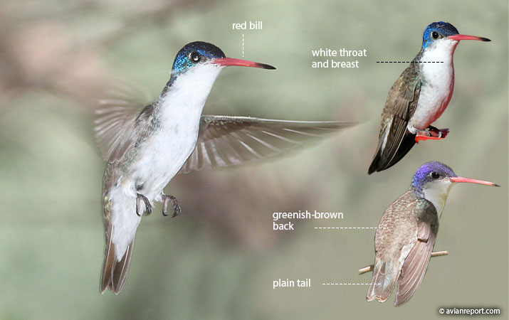 Hummingbird Identification: An Illustrated Guide to all 14 North