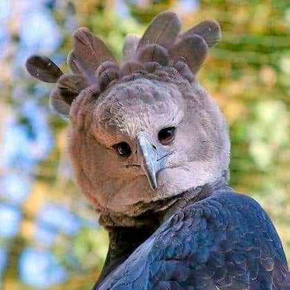 harpy-eagle-size