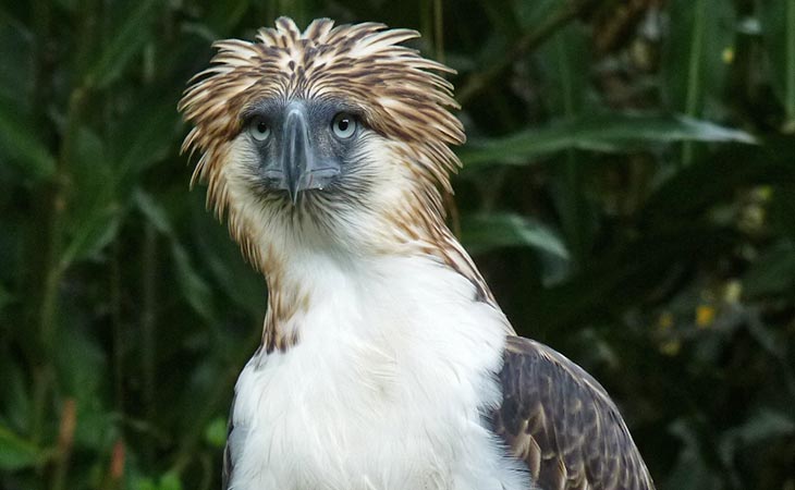 Philippine Eagle