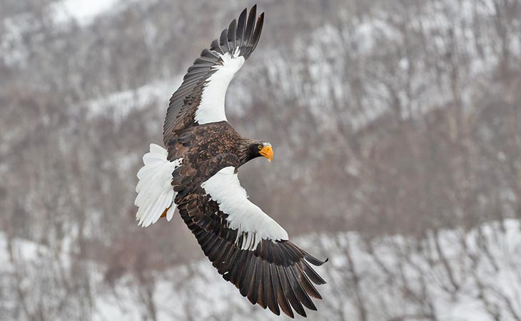Steller's Eagle the second largest eagle.