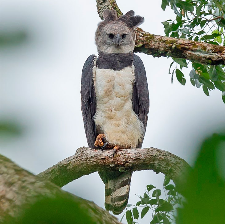 Female Harpy Eagle is the the world's largest eagle.