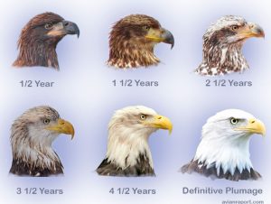 Juvenile & Immature Bald Eagles