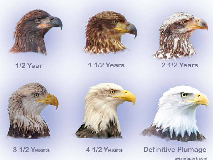 Juvenile & Immature Bald Eagles