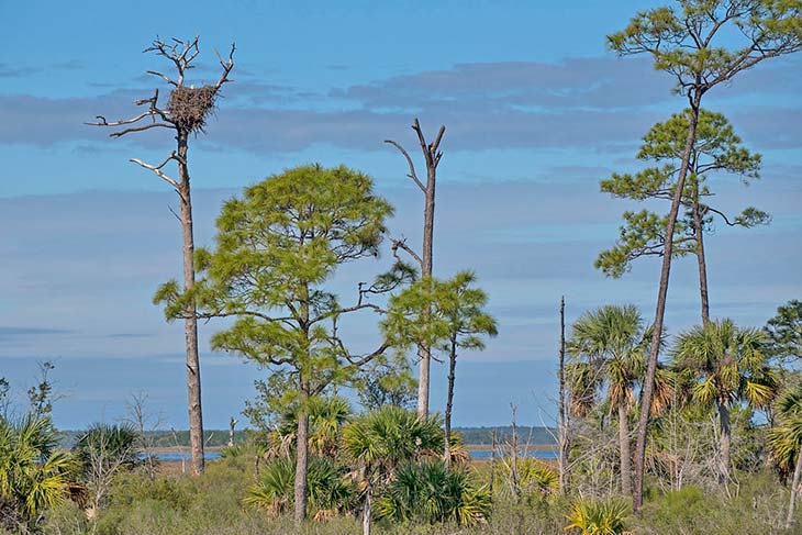 a bald eagle nest