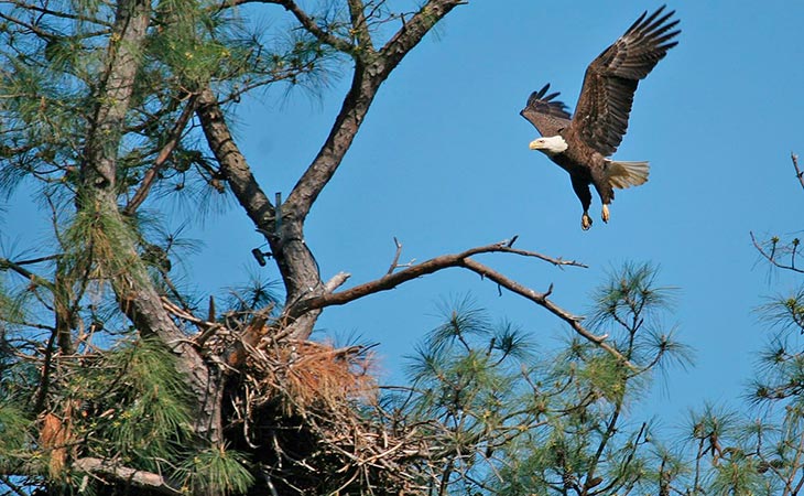 eagle arriving at the nest