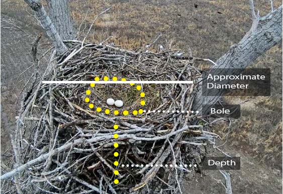 basic measures of  bald eagle nest