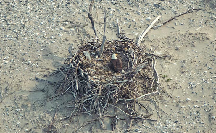 bald eagle incubating eggs on a beach nest.