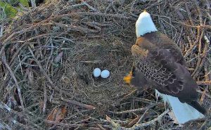 Bald Eagle Eggs: Appearance, Egg-Laying, Incubation, and Egg-Hatching