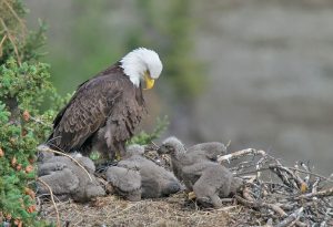 baby bald eagles