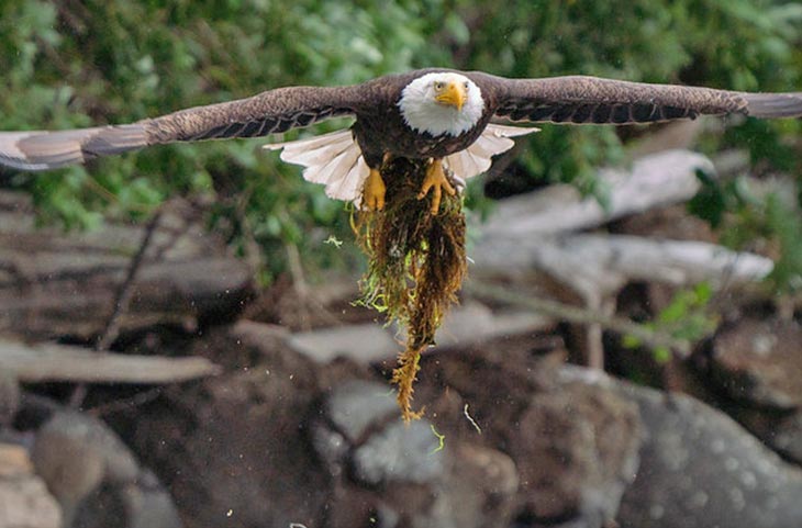 adult bald eagle bring nesting material