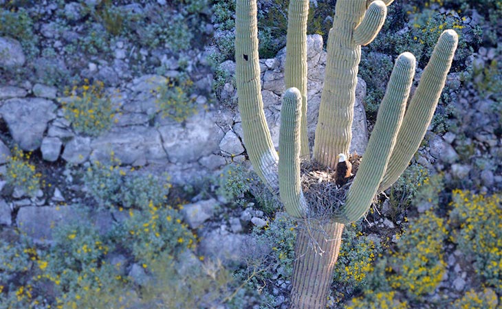 bald eagles nesting on saguaro cactus