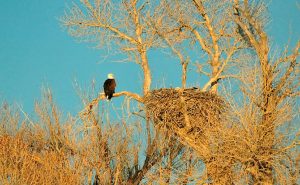 bald eagle perched near nest