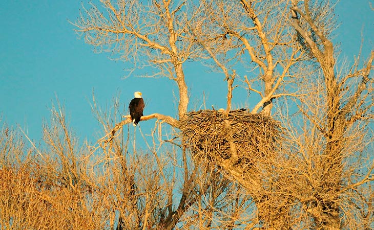 bald eagle perched near nest