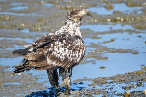 Images of Juvenile and Immature Bald Eagles
