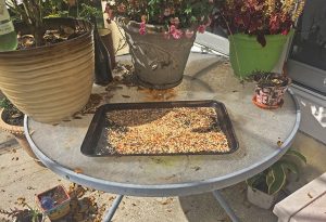 baking tray used as bird feeder