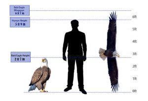 what is the bald eagle size