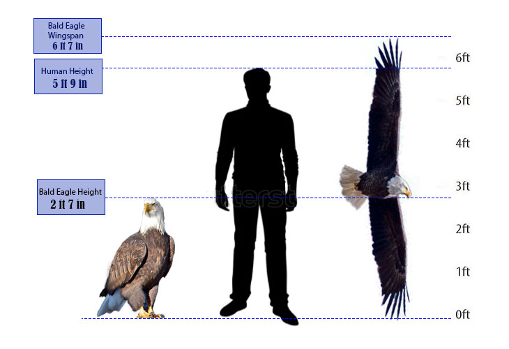 what is the bald eagle size