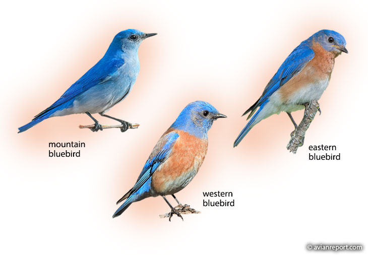 north-american-bluebirds