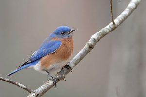 male eastern bluebird
