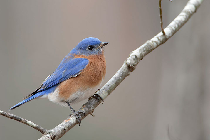 male eastern bluebird