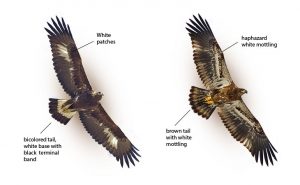 juvenile-immature golden and bald eagle soaring