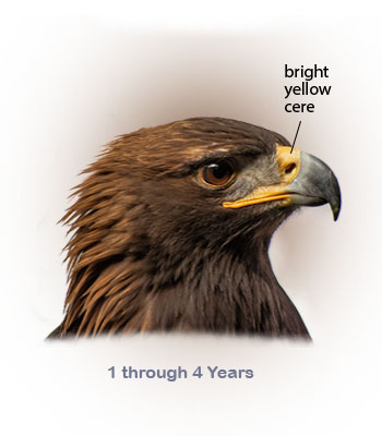 How to Tell a Juvenile Golden Eagle from a Juvenile Bald Eagle - Avian